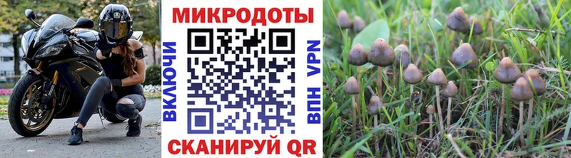 Галлюциногенные грибы Psilocybine cubensis  Нижний Тагил 