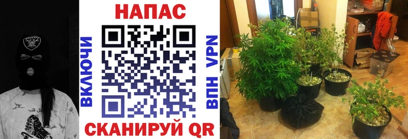 Каннабис индика  блэк спрут   Нижний Тагил 
